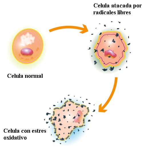 Estresse oxidativo 6